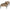 Salontafel Marquee set van 2 (Black/gold)
